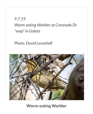 9.7.19 Worm-eating Warbler at Coronado Dr. “seep” in Goleta  Photo: David Levasheff Worm-eating Warbler
