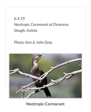 6.4.19 Neotropic Cormorant at Devereux Slough, Goleta   Photo: Ann & John Doty Neotropic Cormorant